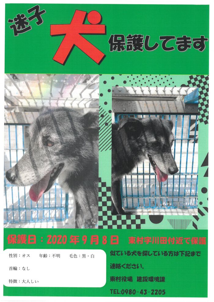 イチダースネット 東村 迷子犬を保護してます